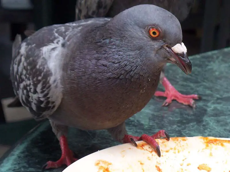 pigeons-plus02